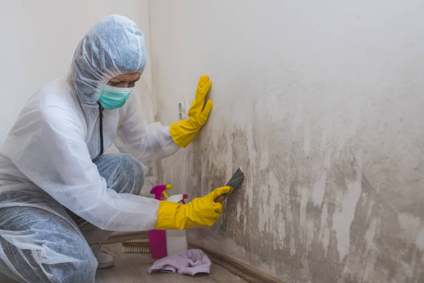 Best Residential Mold Remediation in Wixom, MI