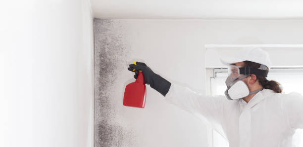 Best HVAC Mold Remediation in Wixom, MI