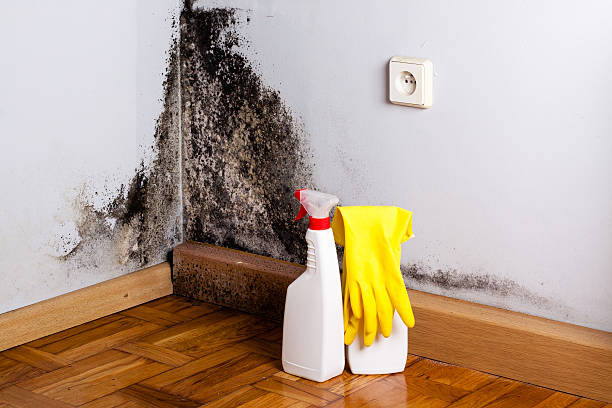 Best DIY Mold Remediation Support Services in Wixom, MI