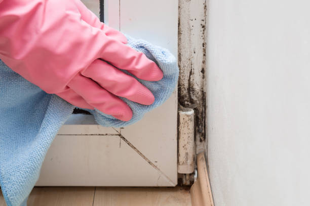 Best Mold Remediation for Schools in Wixom, MI