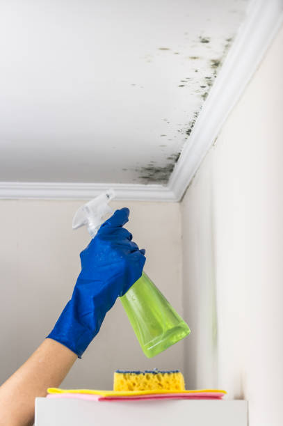 Best Residential Mold Remediation in Wixom, MI
